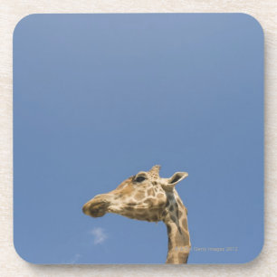 Der Kopf der Giraffe Untersetzer