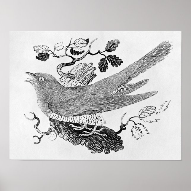 Der Kuckuck Poster (Vorne)