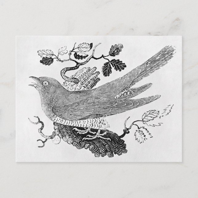 Der Kuckuck Postkarte (Vorderseite)