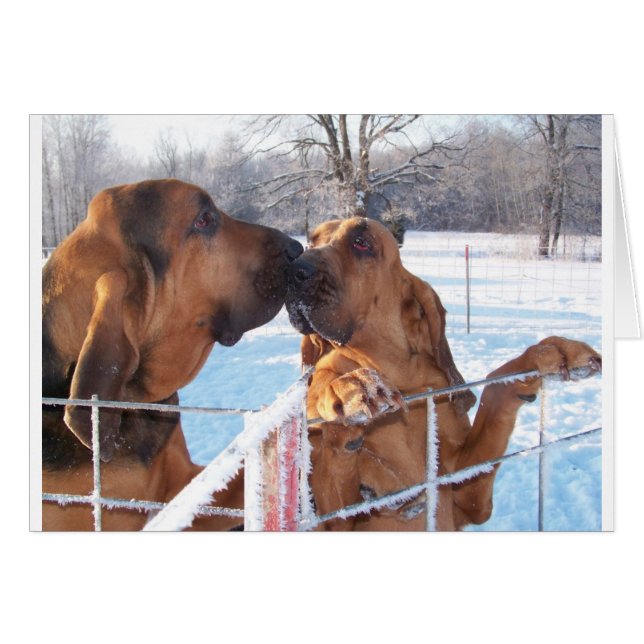 Der Kuss - Bluthund (Vorderseite (Horizontal))