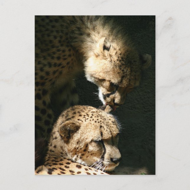 Der Kuss Postkarte (Vorderseite)