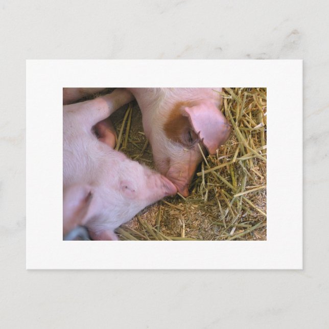 Der Kuss Postkarte (Vorderseite)