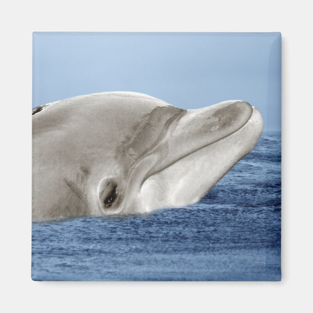 Der lächelnde Delphin Magnet (Vorne)