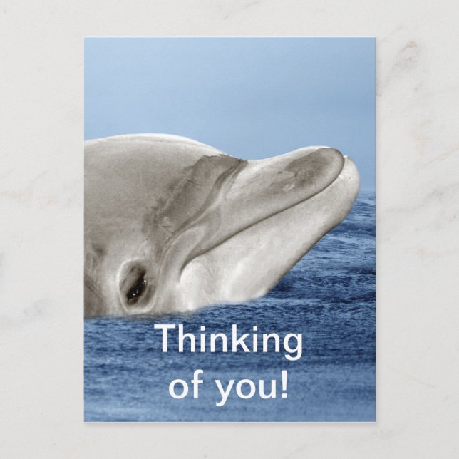 Der lächelnde Delphin Postkarte (Vorderseite)