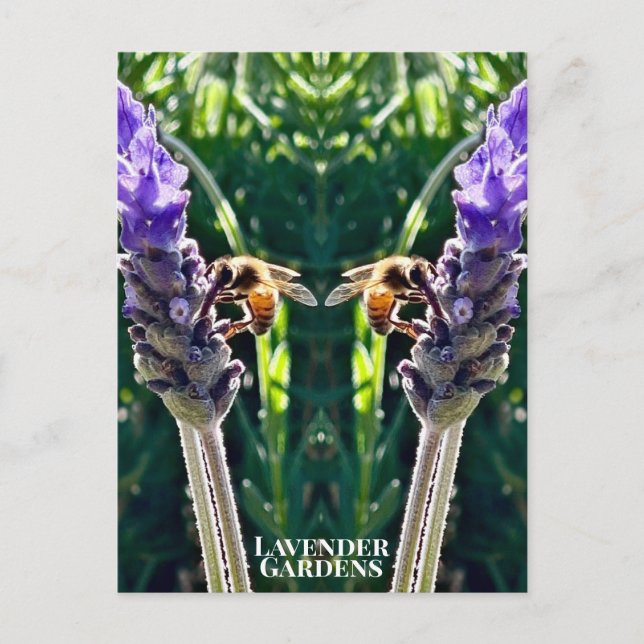 Der Lavendel und die Biene Postkarte (Vorderseite)