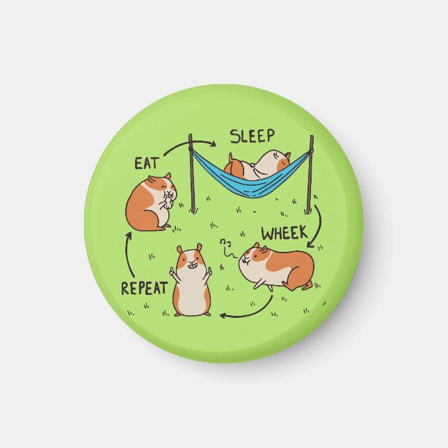 Der Lebenszyklus eines Guinea Pig Magnet (Vorne)