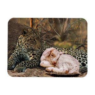 Der Leopard legt sich mit dem Lamm-Isaiah 11 Magnet