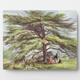 Der libanesische Zedernbaum im Arboretum, Kew Gard Fotoplatte