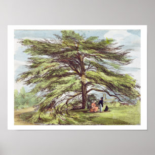 Der libanesische Zedernbaum im Arboretum, Kew Gard Poster