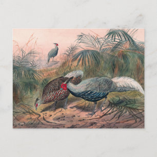 Der Lineated Fasan von Joseph Wolf Postkarte