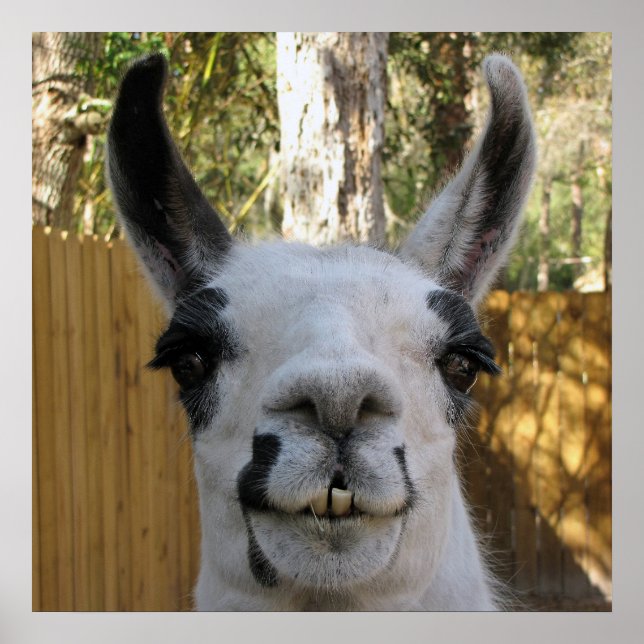Der Llama Poster (Vorne)