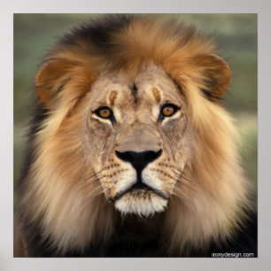 Der Löwe Poster
