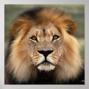Der Löwe Poster
