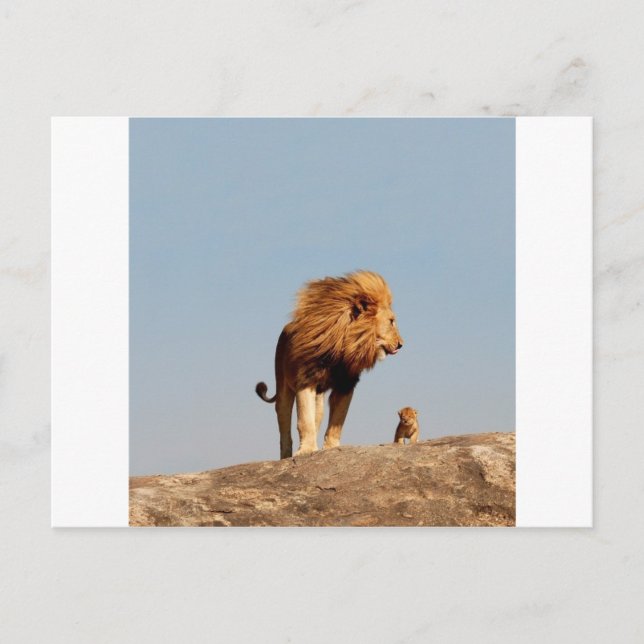 Der Löwenkönig ( Adult Löwe und Cub ) Postkarte (Vorderseite)