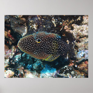 Der lusive Comet Poster