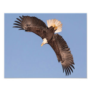 Der mächtige Adler Fotodruck