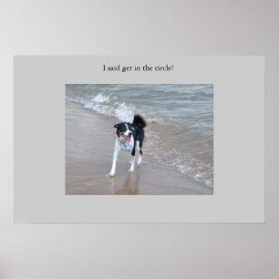 Der mächtige Collie Poster