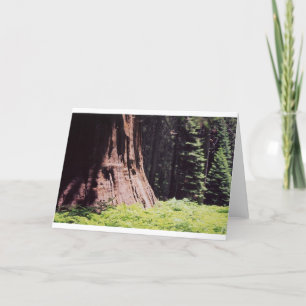 Der mächtige Mammutbaum Karte