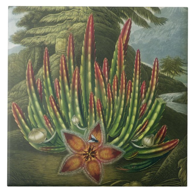 Der Made-Lager Stapelia, graviert durch Stadler, Fliese (Vorderseite)