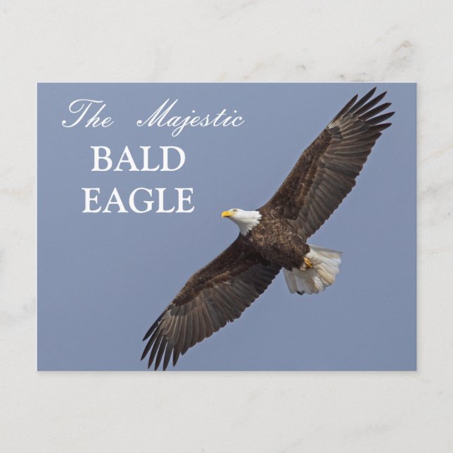 Der majestätische Adler Postkarte (Vorderseite)