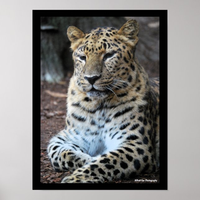 Der majestätische Leopard Poster (Vorne)