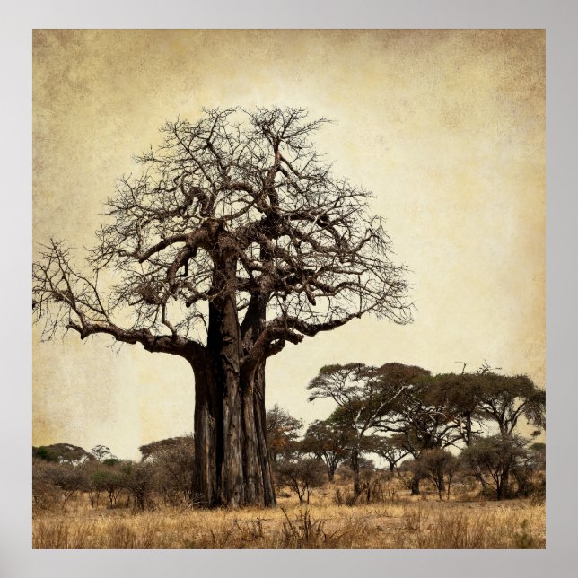 DER MAJESTISCHE BAOBAB-BAUM AFRIKAS POSTER (Vorne)