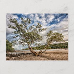Der Mangrovenbaum Postkarte