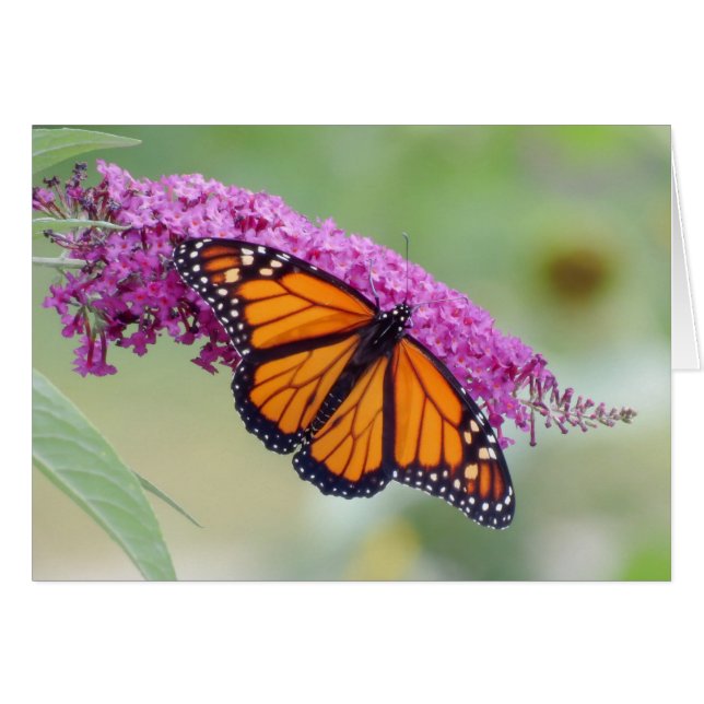 Der männliche Monarch im Schmetterling Bush (Vorderseite (Horizontal))