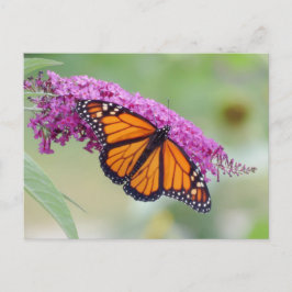 Der männliche Monarch im Schmetterling Bush Postkarte