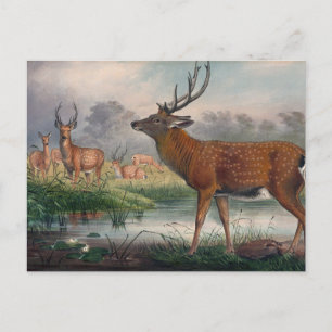 Der Mantchurische Hirsch von Joseph Wolf Postkarte