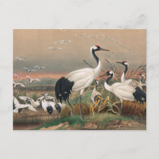 Der mantchurische Kranich von Joseph Wolf Postkarte