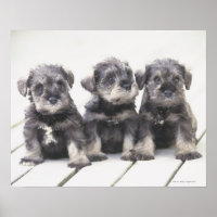 Der Miniaturschnauzer ist eine kleine Hunderasse