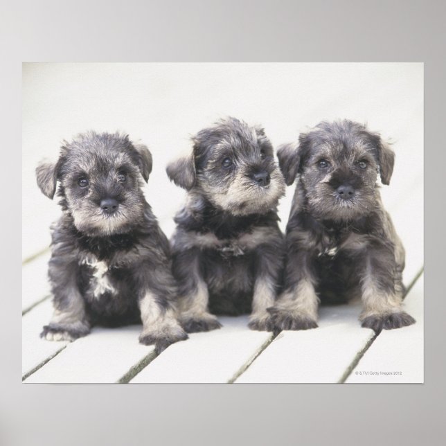 Der Miniaturschnauzer ist eine kleine Hunderasse Poster (Vorne)