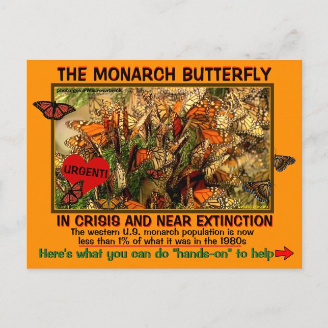 Der Monarch Butterfly ist gefährdet, wie kann man  Postkarte (Vorderseite)