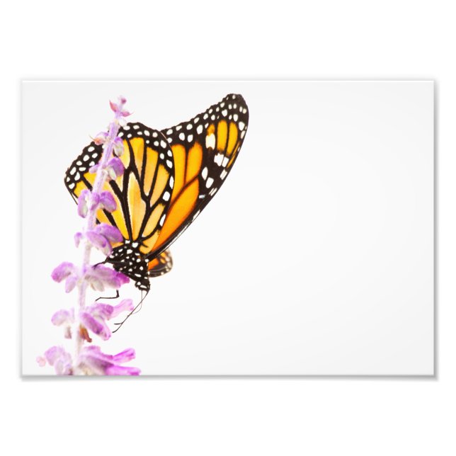 Der Monarch ist auf dem Lavendel Fotodruck (Vorne)