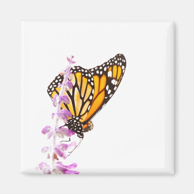 Der Monarch ist auf dem Lavendel Magnet (Vorne)