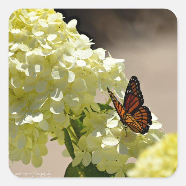 Der Monarch und die Blume Quadratischer Aufkleber (Vorderseite)