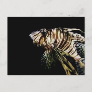 Der Mondfisch Postkarte