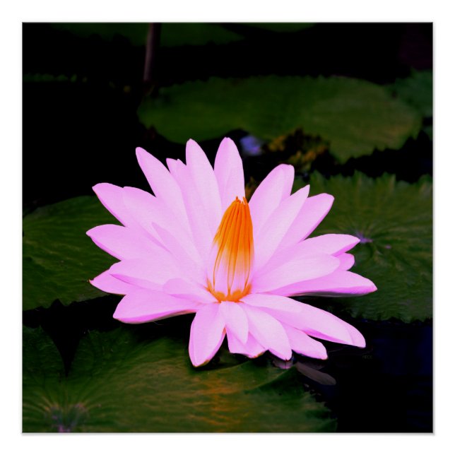 Der Monet-Effekt ... Poster (Vorderseite)