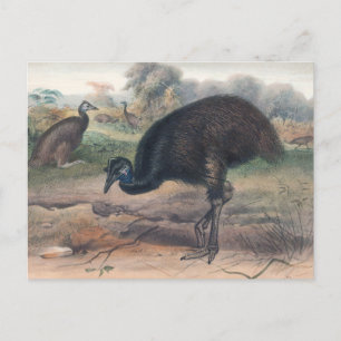 Der Mooruk von Joseph Wolf Postkarte