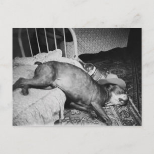 Der Morgen nach Vintage Lustiger Betrunkener Hund Postkarte