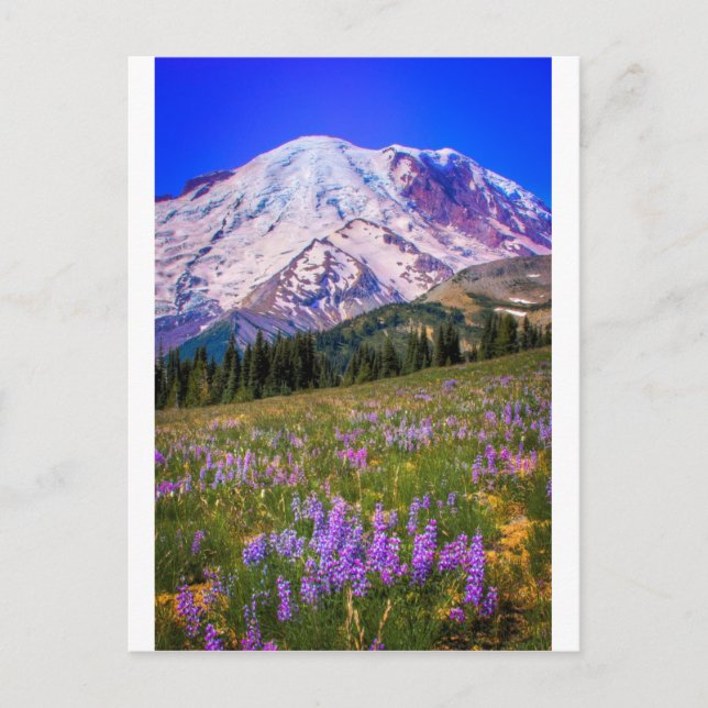 Der Mount Rainier Postkarte (Vorderseite)
