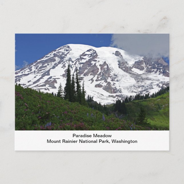 Der Mount- Rainierparadies-Wiesen-Postkarte Postkarte (Vorderseite)