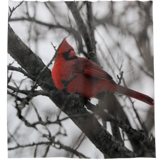 Der Mr. Duwer Vorhang (Vorderseite)