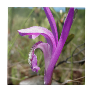 Der Mund-Orchidee des Drachen (Arethusa bulbosa) Fliese