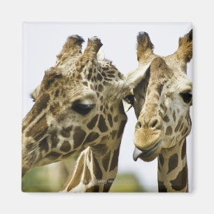 Der Name Giraffe leitet sich vom arabischen Wort a Magnet