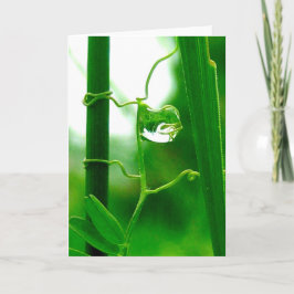 Der Narr, Tarot in der Natur, neue Anfänge Karte