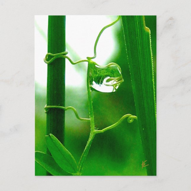 Der Narr, Tarot in Naturmeditation Postkarte (Vorderseite)