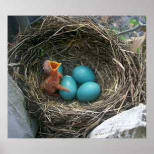 Der Neuzugang des Frühlinges Poster