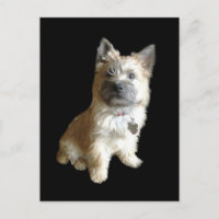 Der Niedlichste Cairn Terrier aller Zeiten!  Niedl